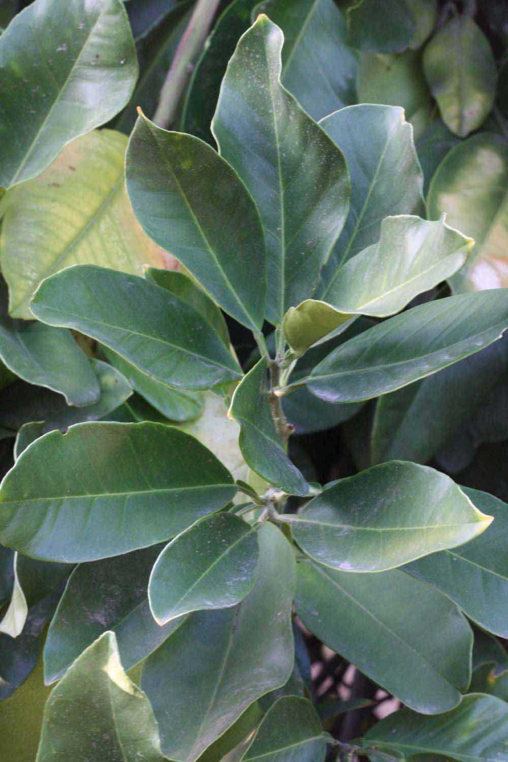              Shade leaves (Riverside, CA)       